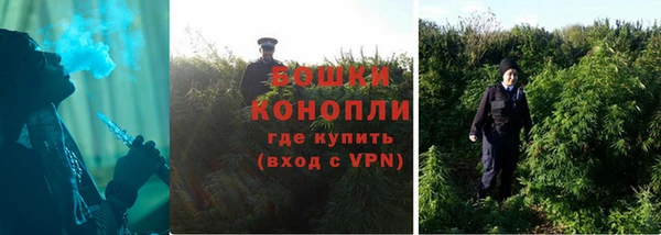 прущие грибы Алзамай